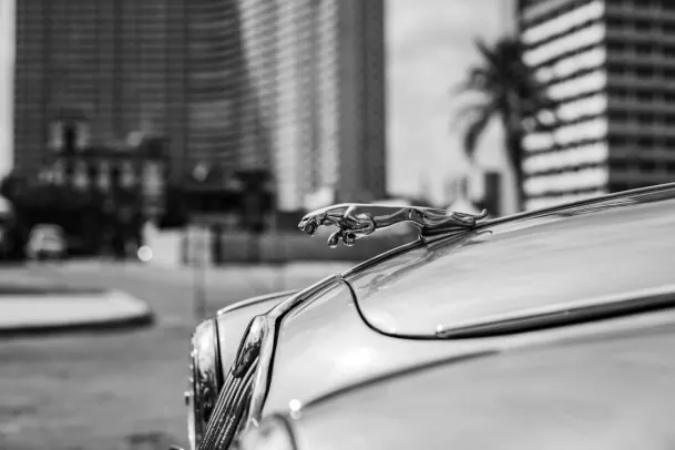 Loony Bingo Casino Android/iOS App